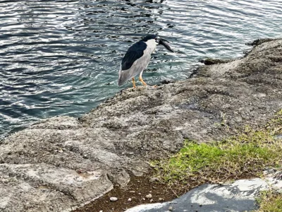 Photo of the Day: Fishing Heron